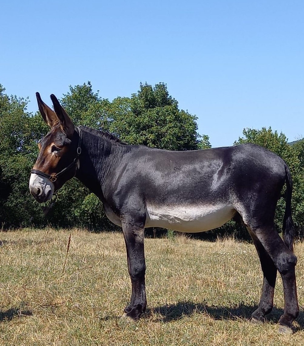 A Vendre Baudet