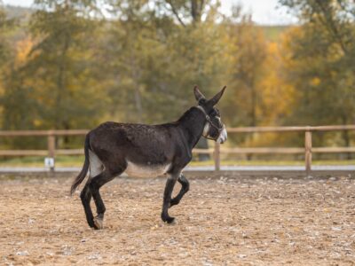 Ânesse des Pyrénées type Catalan