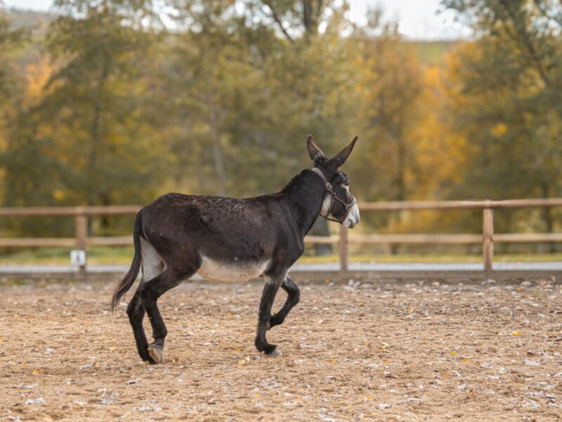 Ânesse des Pyrénées type Catalan