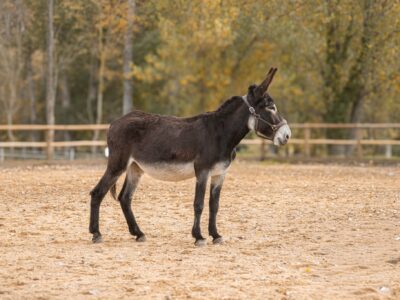 Ânesse des Pyrénées type Catalan