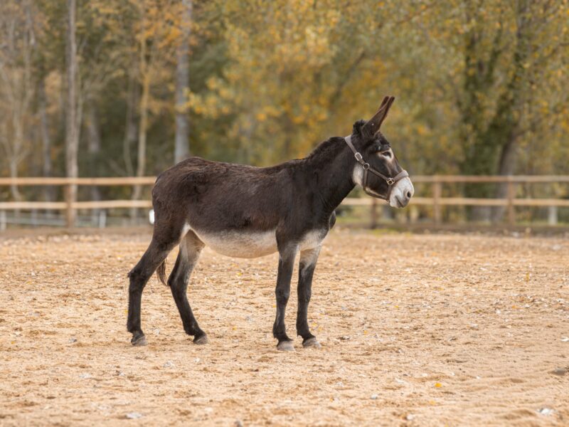 Ânesse des Pyrénées type Catalan