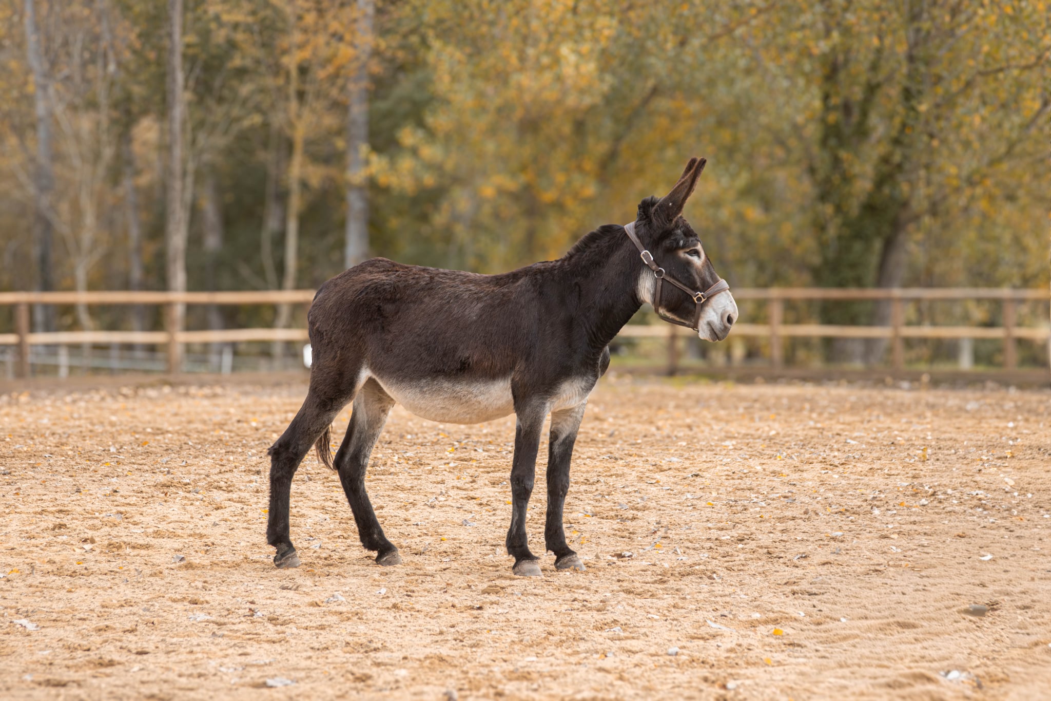 Ânesse des Pyrénées type Catalan