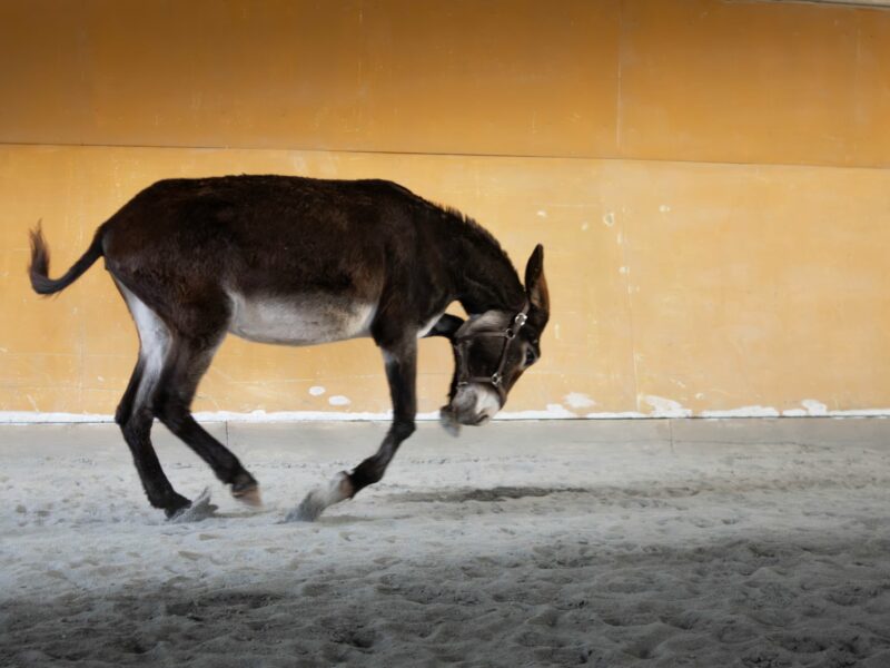 Ânesse des Pyrénées type Catalan