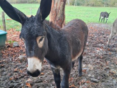 Anesse des pyrénées à vendre