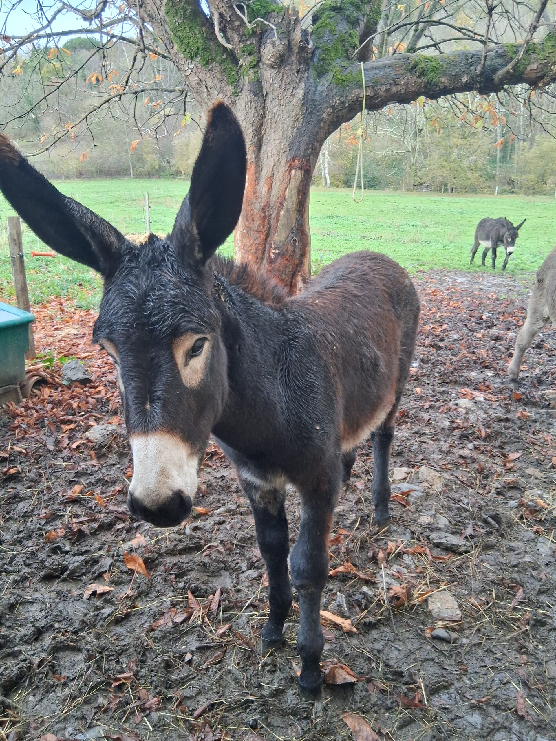 Anesse des pyrénées à vendre