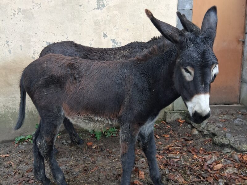 Anesse des pyrénées à vendre
