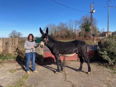 Baudet gascon pour vente ou location saison 2026