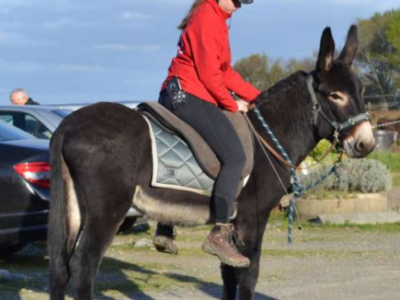 Baudet gascon à la vente