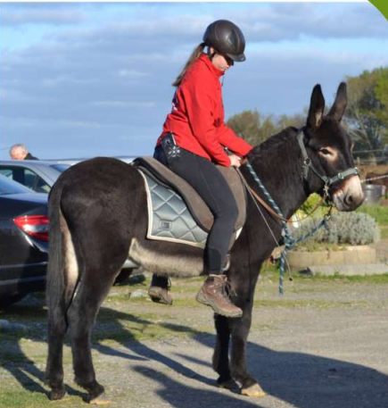 Baudet gascon à la vente