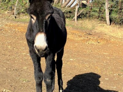Male 2 ans type gascon