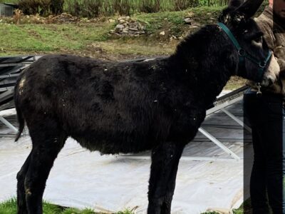 Male 2 ans type gascon