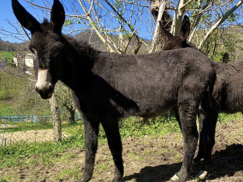 Male 2 ans type gascon