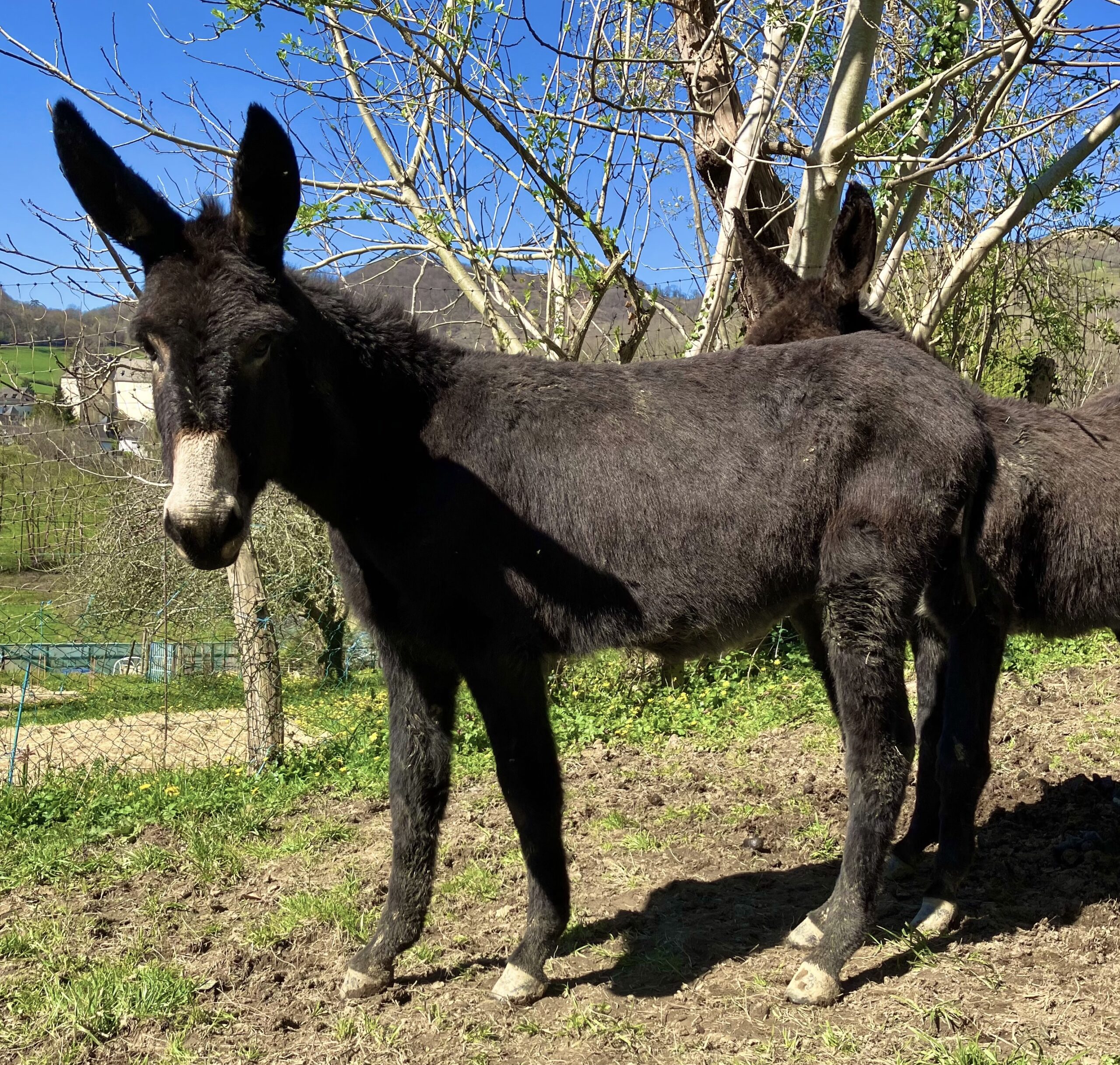 Male 2 ans type gascon