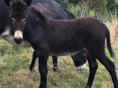 Male 2 ans type gascon