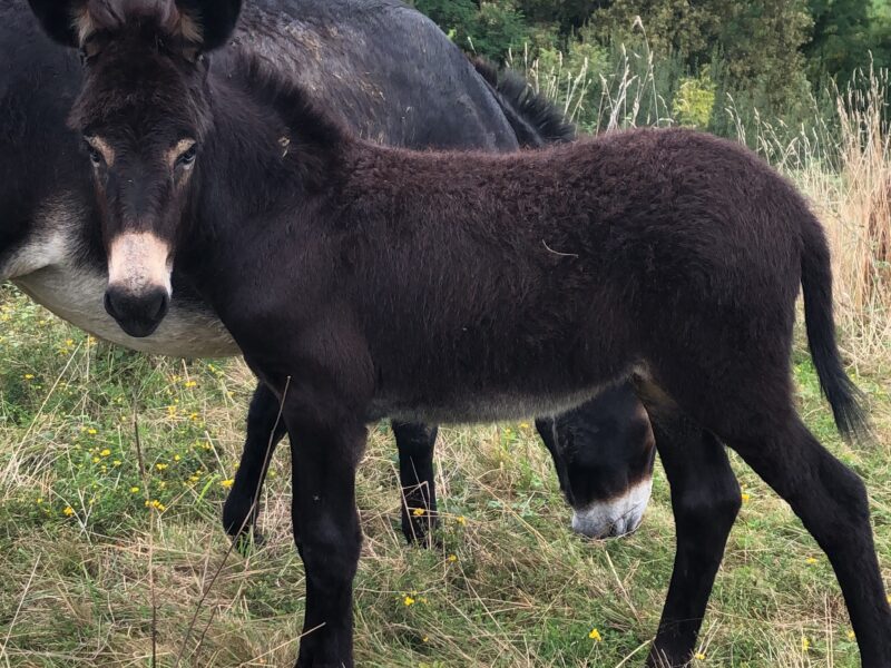Male 2 ans type gascon