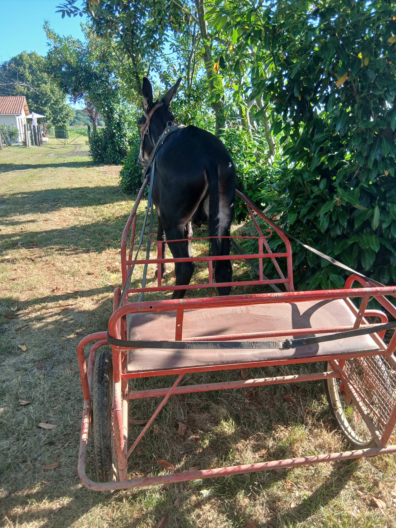 A VENDRE HONGRE