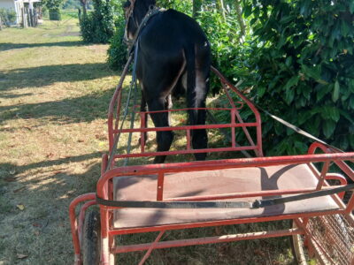 A VENDRE HONGRE