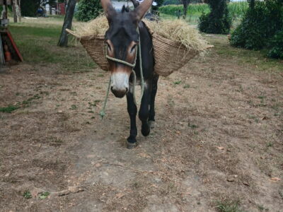 A VENDRE HONGRE