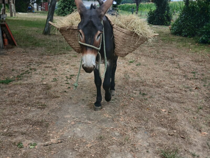 A VENDRE HONGRE
