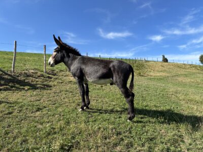 A Vendre Baudet Gascon