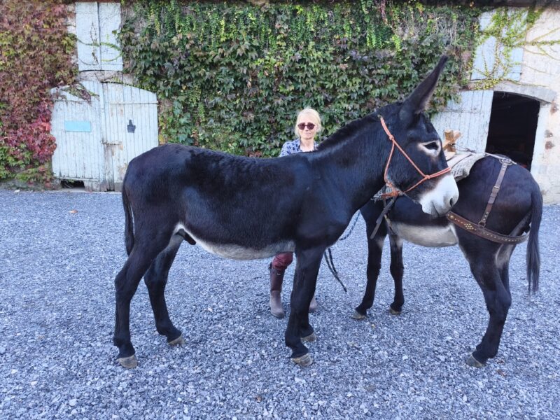 Âne des Pyrénées de travail de 2 ans