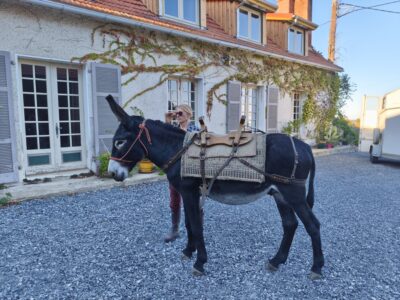 Âne des Pyrénées de travail de 2 ans