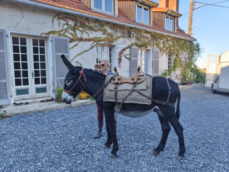 Âne des Pyrénées de travail de 2 ans