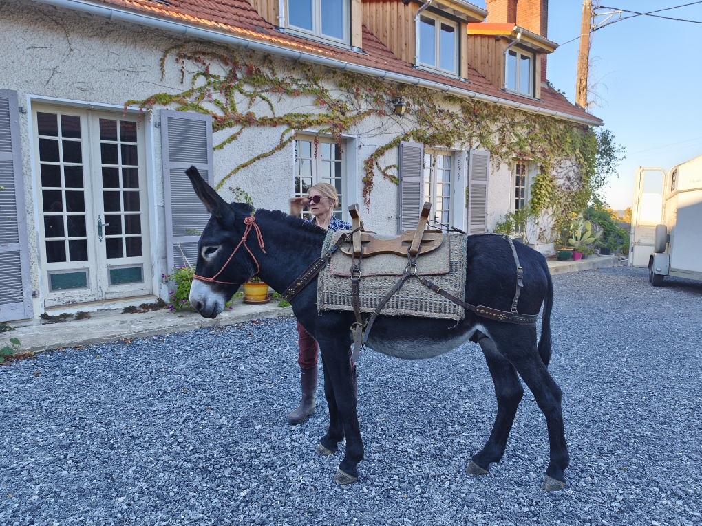 Âne des Pyrénées de travail de 2 ans