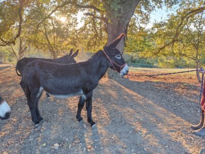 Ânesse des Pyrénées de 2 ans