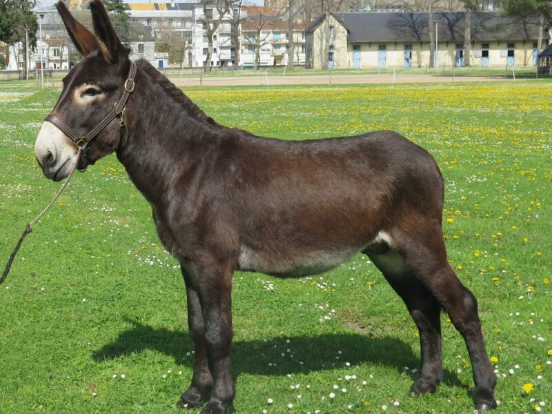 Etalon à vendre