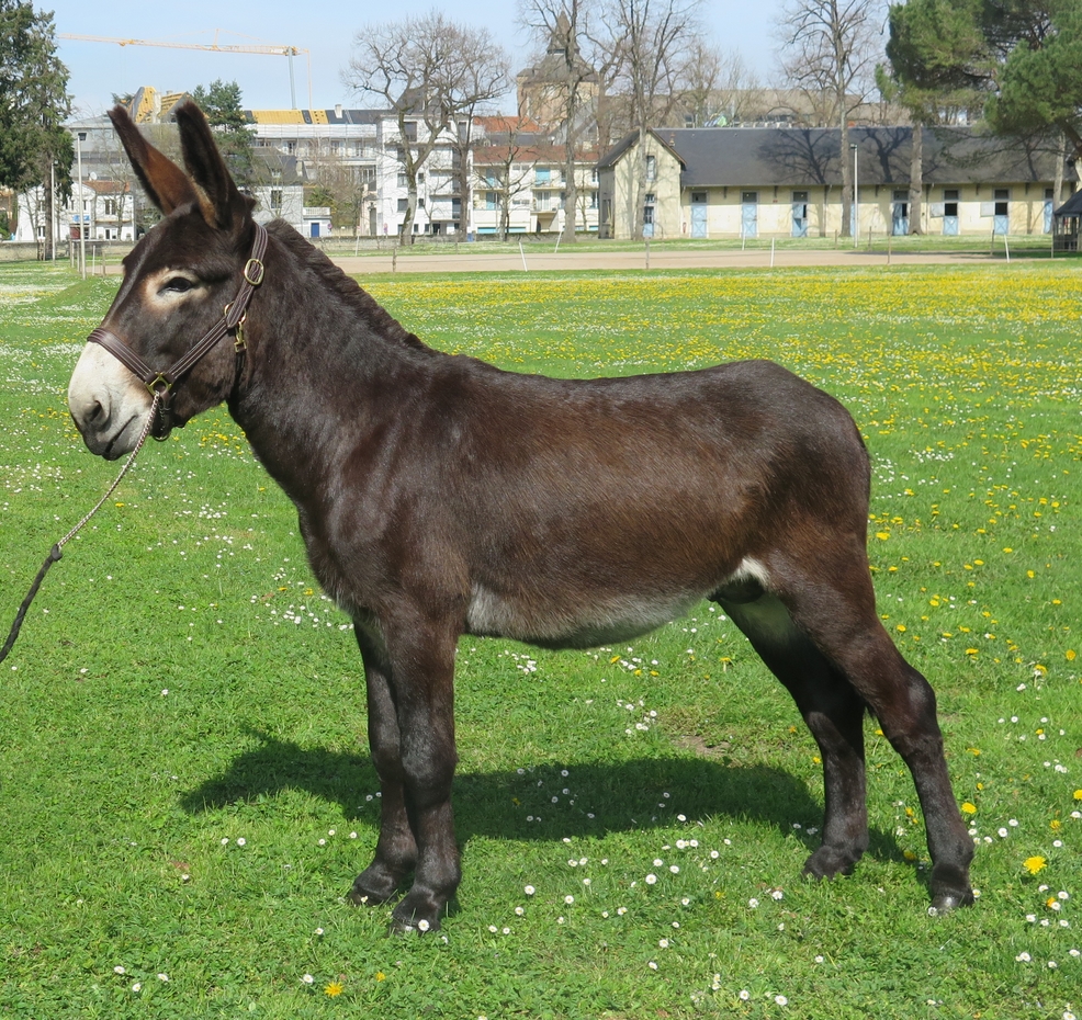 Etalon à vendre