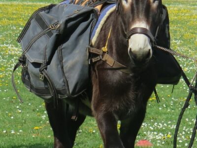 Etalon à vendre