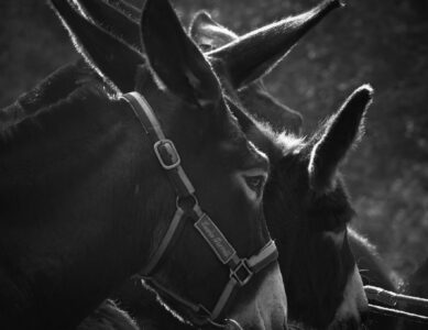 Concours National des anes des pyrénées 2026